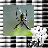 Scrapbook Designer Collection