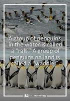 4 21 24  PENGUIN FACTS