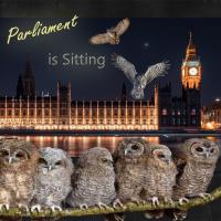 Scrapbook of the Week - A Parliament of Owls