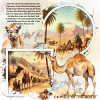Camels of the Desert
