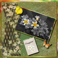 Frangipani