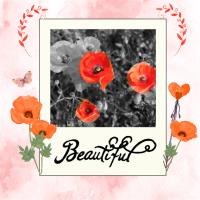 Most Recent Upload - POPPIES