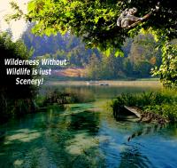 Most Recent Upload - Wildlife Bingo