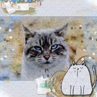 Most Recent Upload - just a cat