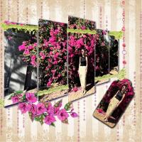 Bougainvilla