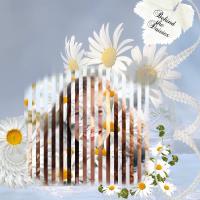 Most Recent Upload - Behind the Daisies