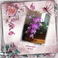 Most Recent Upload - Phalaenopsis Orchid