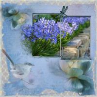 Blue Agapanthus