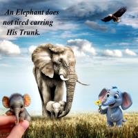 Most Recent Upload - Elephants-2025