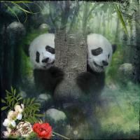 Most Recent Upload - Pandas at Play.