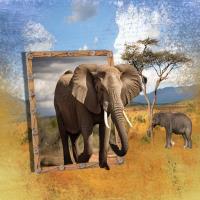 Most Recent Upload - Elephants '25
