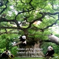 Most Recent Upload - Panda's At Play