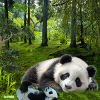 the Pandas
