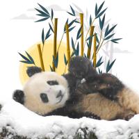 Most Recent Upload - PANDA CHALLENGE