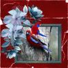 Crimson Rosella