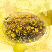 Most Recent Upload - Bloom where U R