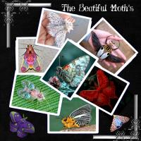 Most Recent Upload - LadyBirds EtC-Moths