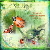 Ladybirds
