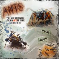 Most Recent Upload - Ant World 25
