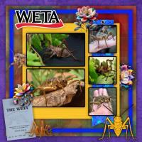 Most Recent Upload - NZ Weta