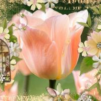 Most Recent Upload - peach tulip