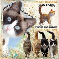 Cute Kitties 25