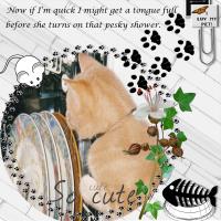 Most Recent Upload - Cat Fun in the Dishwasher.