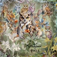 Most Recent Upload - A Parliament of Owls