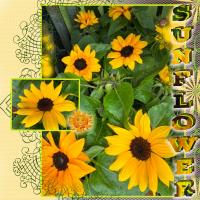 Most Recent Upload - Sunflower