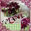 PLANTS