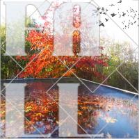 Most Recent Upload - Fall Reflection