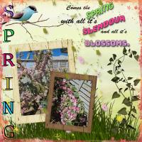 Most Recent Upload - Spring in my garden '26